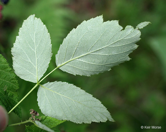 Image of black raspberry