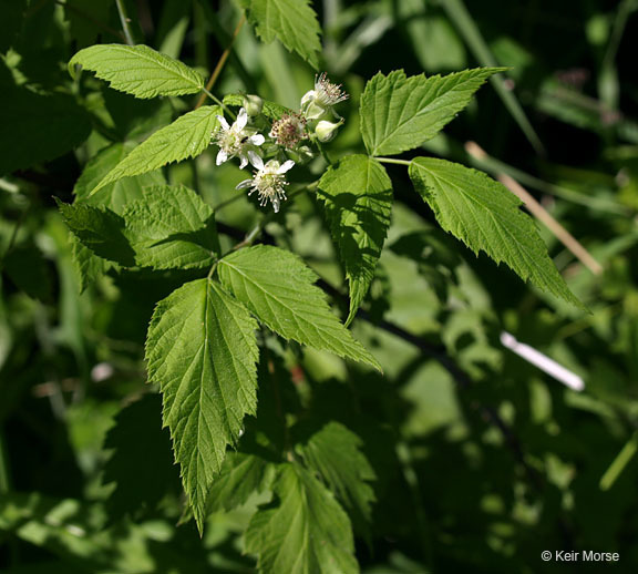 Image of black raspberry