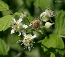 Image of black raspberry