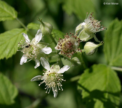 Image of black raspberry