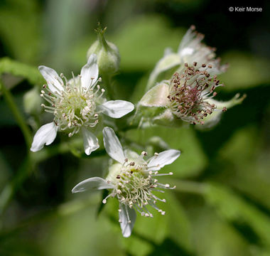 Imagem de Rubus occidentalis L.