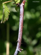 Image of black raspberry