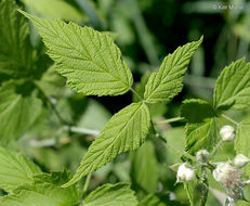 Image of black raspberry