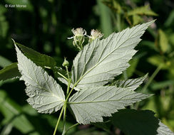 Image of black raspberry