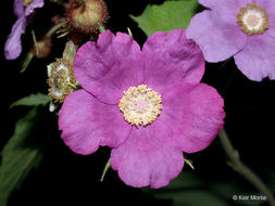 Image of American bramble