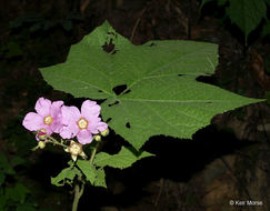 Image of American bramble