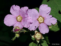 Image of American bramble