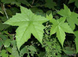 Image of American bramble