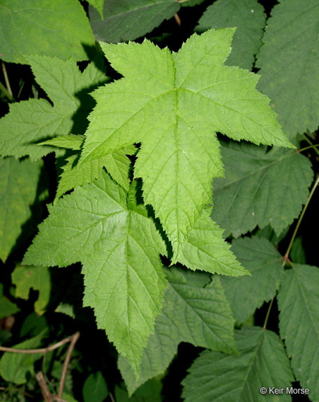 Image of American bramble