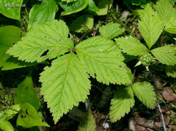 Слика од Rubus pubescens Raf.