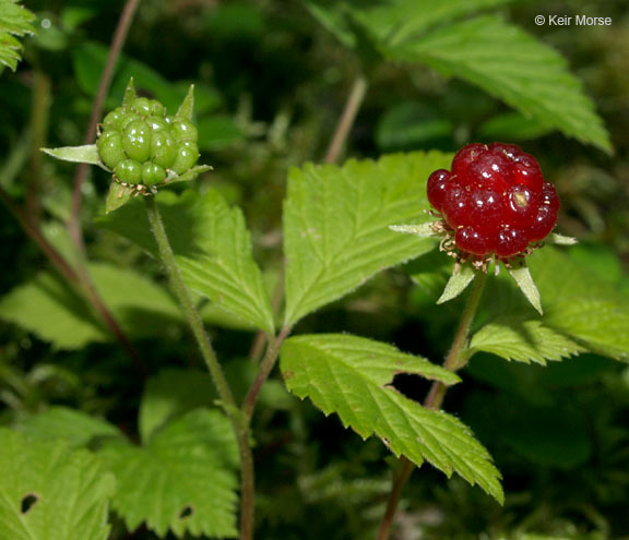 Image of dwarf red blackberry