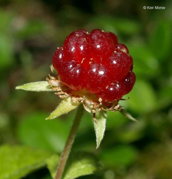 Image of dwarf red blackberry