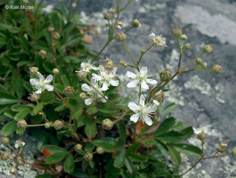 Image de <i>Sibbaldiopsis tridentata</i>