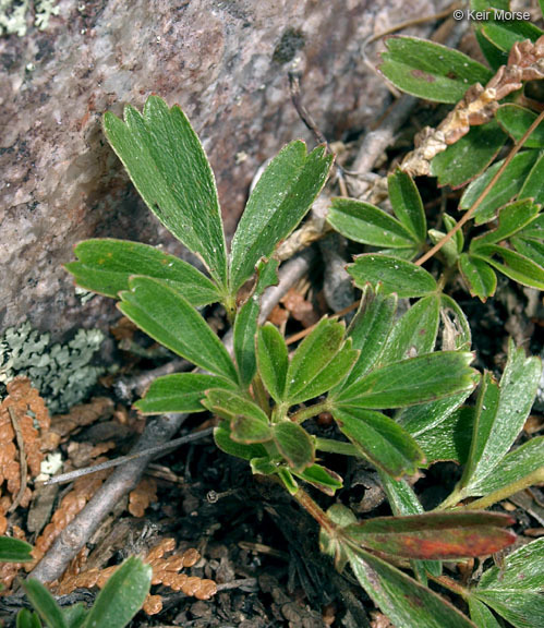 Image de <i>Sibbaldiopsis tridentata</i>