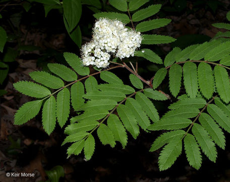 Plancia ëd Sorbus aucuparia L.