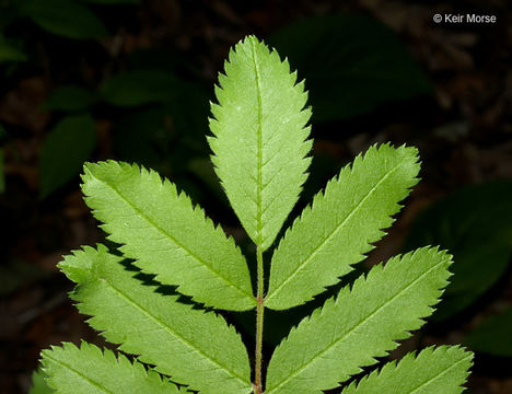 Plancia ëd Sorbus aucuparia L.