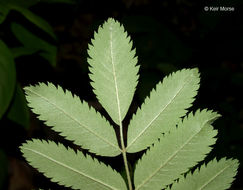 Plancia ëd Sorbus aucuparia L.