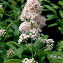 Image of white meadowsweet