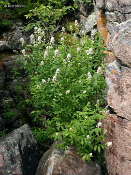 صورة Spiraea alba Du Roi