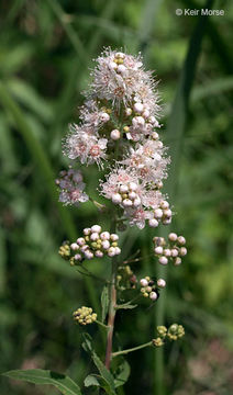 Image of white meadowsweet