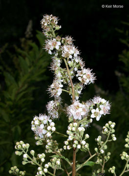 Image of white meadowsweet