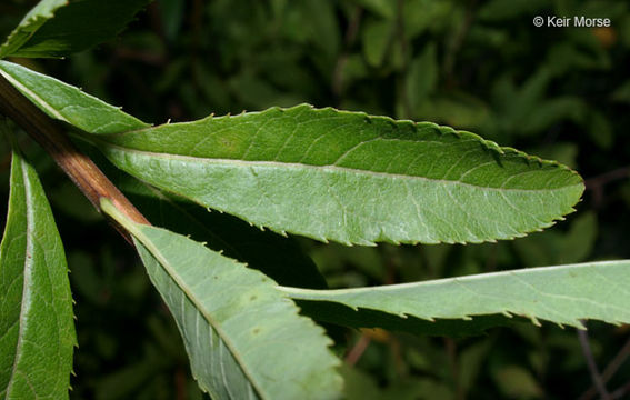 Image of white meadowsweet