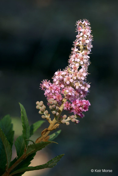 صورة Spiraea tomentosa L.