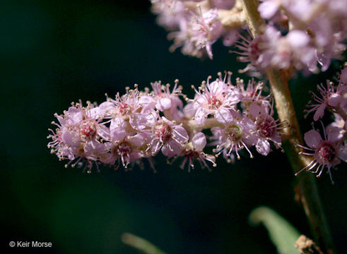 Imagem de Spiraea tomentosa L.