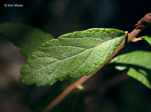 Imagem de Spiraea tomentosa L.