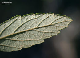 Spiraea tomentosa L.的圖片