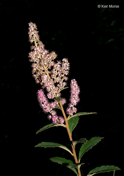 Spiraea tomentosa L.的圖片