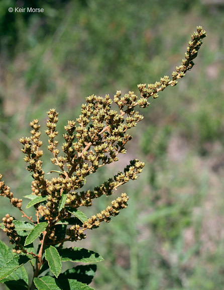 صورة Spiraea tomentosa L.