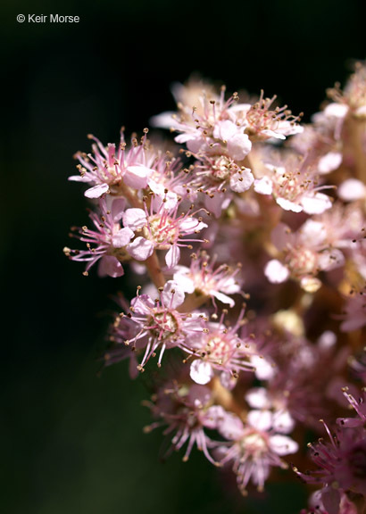 Spiraea tomentosa L.的圖片