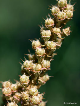 Imagem de Spiraea tomentosa L.