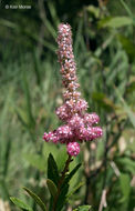 صورة Spiraea tomentosa L.