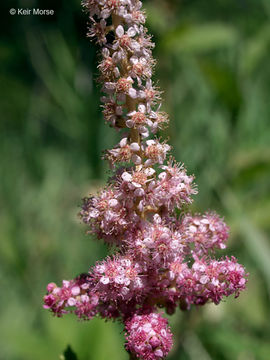 Imagem de Spiraea tomentosa L.