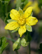 Image of Appalachian barren strawberry