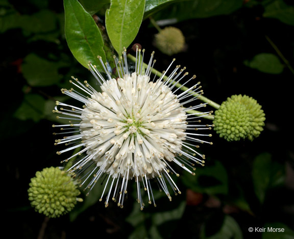 Image of common buttonbush