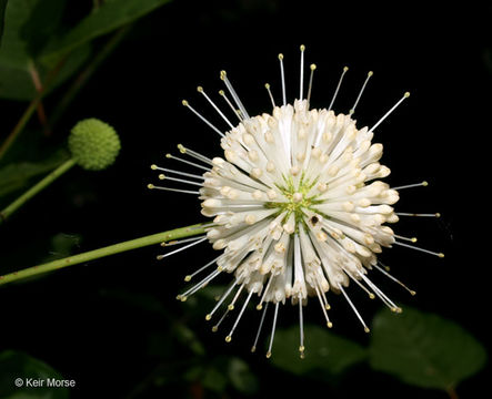 Image of common buttonbush