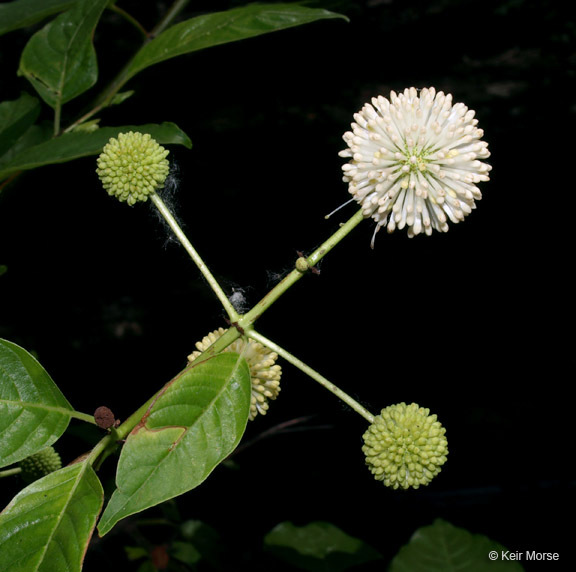 Image of common buttonbush