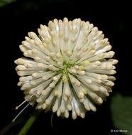 Image of common buttonbush