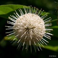 Image of common buttonbush