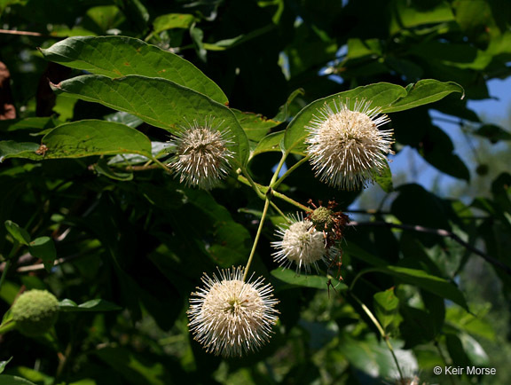 Image of common buttonbush