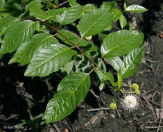 Image of common buttonbush