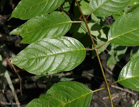 Image of common buttonbush