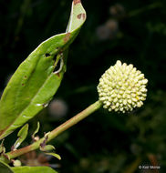 Image of common buttonbush