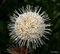 Image of common buttonbush