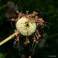 Image of common buttonbush