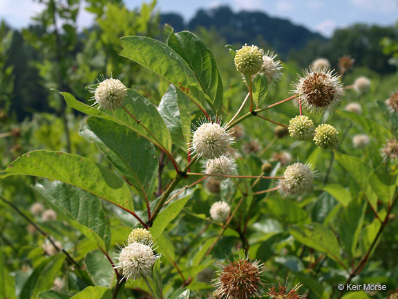 Image of common buttonbush