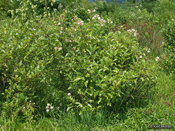 Image of common buttonbush